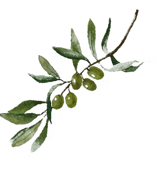 Olive Branch